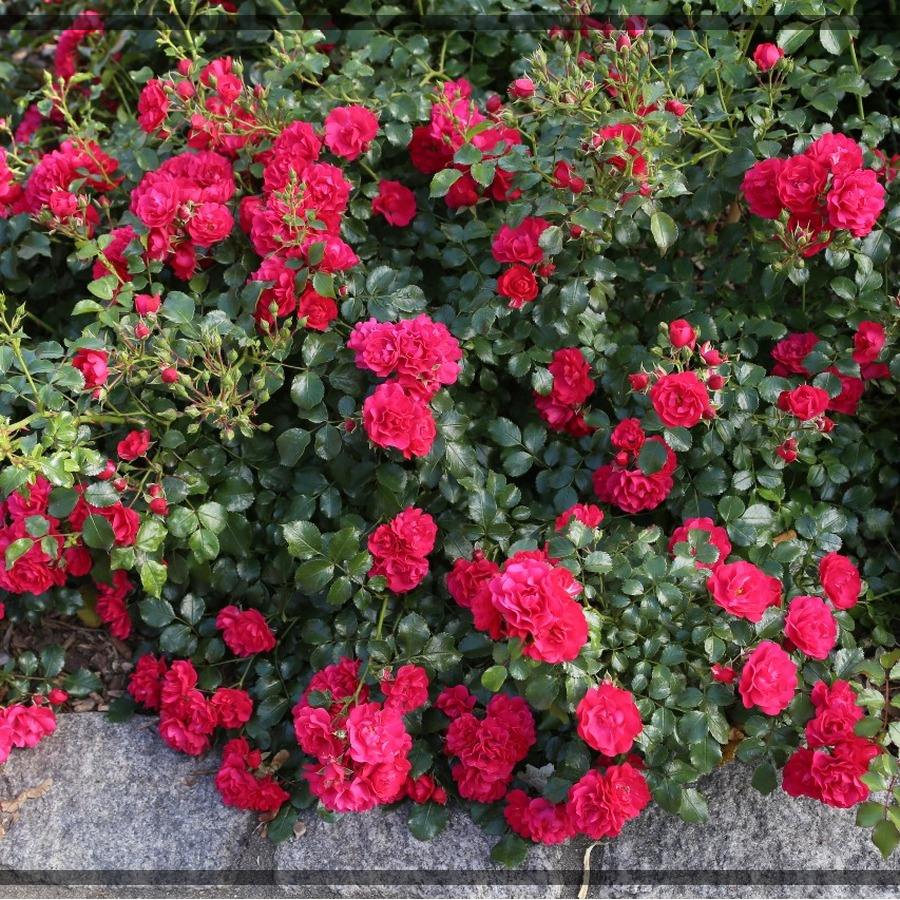 Gartnerfreude róże okrywowe